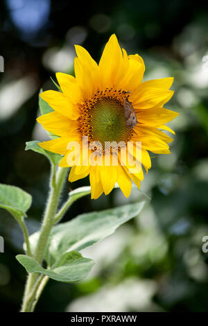 Girasole Foto Stock