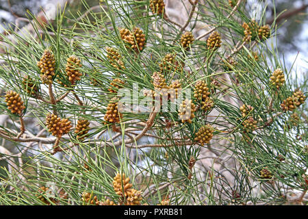 Gruppo di cluster di baby New crescente pigne Foto Stock