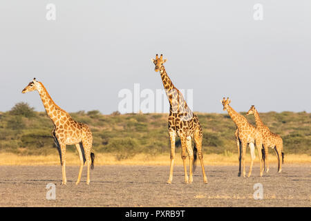 Il Botswana, il Kalahari, Central Kalahari Game Reserve, Foto Stock
