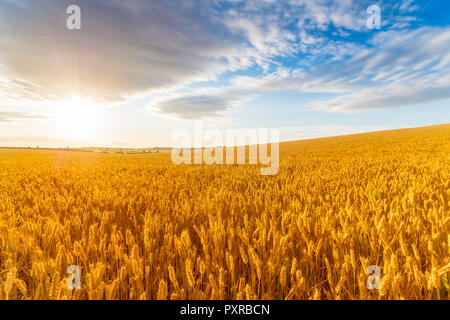Regno Unito, East Lothian, campo di grano, Triticum sativum, contro il sole Foto Stock
