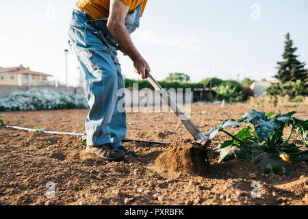 Senior uomo in denim di lavoro globale su terreni agricoli e ripulendo dalle erbacce fuori terra con la zappa Foto Stock