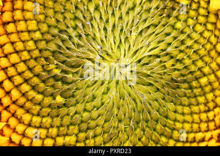 Girasole bud all'inizio della maturazione delle sementi - vista superiore del fiore. Piccole gocce di resina e olio su petali. Studio sullo sfondo della macro Foto Stock