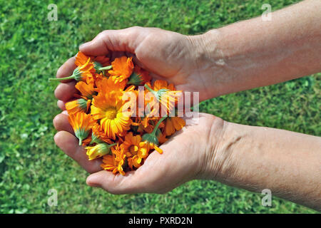 Donna anziana l'agricoltore che detiene nelle sue mani i fiori di calendula medica Le calendule. Giorno soleggiato giardino closeup Foto Stock