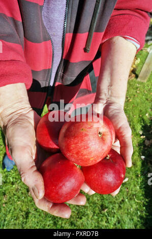 Agricoltore donna anziana azienda big mature mele rosse nelle mani. Soleggiata giornata di ottobre giardino shot Foto Stock