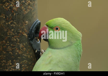 Un colpo alla testa di un anello di colli o rosa-inanellati parrocchetto alimentazione da un alimentatore di sementi. È IL REGNO UNITO più abbondanti naturalizzato parrot. Foto Stock