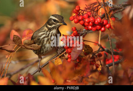 Una bella Redwing (Turdus iliacus) alimentazione su Rowan tree bacche nelle Highlands della Scozia. Foto Stock