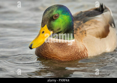 Mallard drake che mostra la sua gloriosa testa colorati. Foto Stock