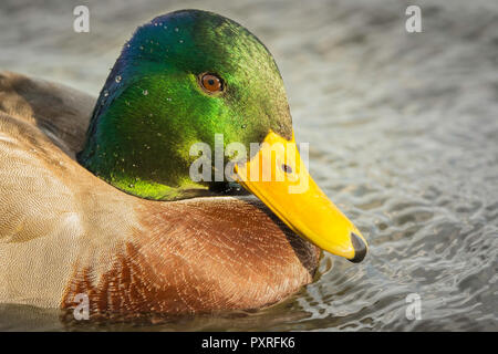 Mallard drake che mostra la sua gloriosa testa colorati. Foto Stock