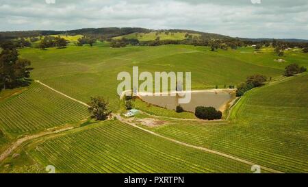 Adelaide. Undicesimo oct, 2018. Foto realizzata il 11 ott. 2018 mostra una Vita Nova vigneto di Lobethal, Australia. Per enologo Marco Kozned, i prossimi China International Import Expo è probabilmente la più significativa expo di quest'anno, dove lui ha previsto di istituire ulteriori relazioni con i clienti nel mercato cinese. Per andare con enologo australiano vede un enorme potenziale di crescita del mercato cinese Credito: Pan Xiangyue/Xinhua/Alamy Live News Foto Stock