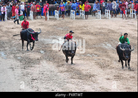 Chonburi, Thailandia. 23 Ott, 2018. I piloti si sfidano durante la bufala racing in Chonburi, Thailandia, Ottobre 23, 2018. Centinaia di bufale ha preso parte la secolare buffalo racing festival che si tiene annualmente nel mese di ottobre tra i coltivatori di riso per celebrare il raccolto di riso. Credito: Rachen Sageamsak/Xinhua/Alamy Live News Foto Stock