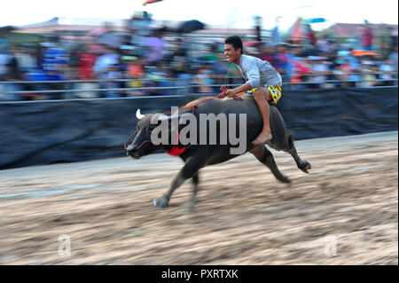 Chonburi, Thailandia. 23 Ott, 2018. Un corridore compete durante la bufala racing in Chonburi, Thailandia, Ottobre 23, 2018. Centinaia di bufale ha preso parte la secolare buffalo racing festival che si tiene annualmente nel mese di ottobre tra i coltivatori di riso per celebrare il raccolto di riso. Credito: Rachen Sageamsak/Xinhua/Alamy Live News Foto Stock