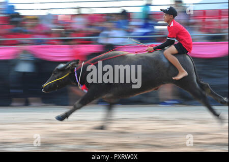 Chonburi, Thailandia. 23 Ott, 2018. Un corridore compete durante la bufala racing in Chonburi, Thailandia, Ottobre 23, 2018. Centinaia di bufale ha preso parte la secolare buffalo racing festival che si tiene annualmente nel mese di ottobre tra i coltivatori di riso per celebrare il raccolto di riso. Credito: Rachen Sageamsak/Xinhua/Alamy Live News Foto Stock