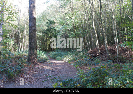 Londra, UK, 24 ottobre 2018,Persone godetevi il glorioso di autunno caldo sole in Oxted Surrey, durante la metà termine.Credit: Keith Larby/Alamy Live News Foto Stock