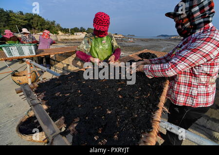 (181024) -- PUTIAN, 24 ottobre, 2018 (Xinhua) -- la gente a secco nella conca del sole nel villaggio Jiangshan di Putian, a sud-est della Cina di provincia del Fujian, 24 ottobre, 2018. Oltre 200 famiglie coltivano laver a offshore allevamenti marini in Jiangshan. Gli agricoltori locali sono impegnati nella raccolta di 133 ettari di conca. (Xinhua/Zhang Guojun)(mcg) Foto Stock