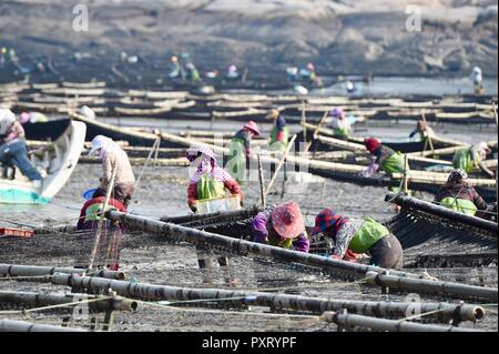 (181024) -- PUTIAN, 24 ottobre, 2018 (Xinhua) -- persone messe laver al sole nel villaggio Jiangshan di Putian, a sud-est della Cina di provincia del Fujian, 24 ottobre, 2018. Oltre 200 famiglie coltivano laver a offshore allevamenti marini in Jiangshan. Gli agricoltori locali sono impegnati nella raccolta di 133 ettari di conca. (Xinhua/Jiang Kehong)(mcg) Foto Stock