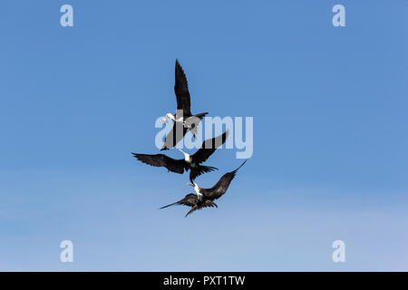 I capretti magnifico frigatebirds, Fregata magnificens, in lotta per il cibo in San Gabriel Bay, Espiritu Santo Isola, BCS, Messico Foto Stock