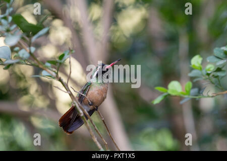 Adulto di sesso maschile del Xantus hummingbird, Hylocharis xantusii, Todos Santos, BCS, Messico Foto Stock