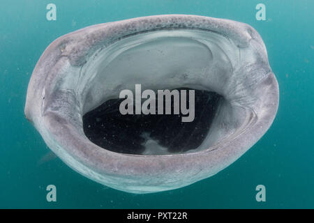 Squalo Balena, Rhincodon typus, filtro di alimentazione off subacquea El Mogote, vicino a La Paz, BCS, Messico Foto Stock