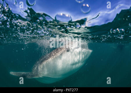 Squalo Balena, Rhincodon typus, filtro di alimentazione off subacquea El Mogote, vicino a La Paz, BCS, Messico Foto Stock