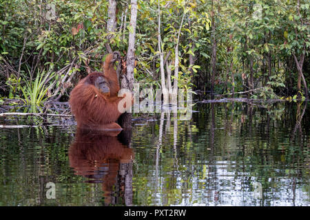 Maschi selvatici Bornean orangutan, pongo pygmaeus, sul Buluh Kecil River, Borneo, Indonesia. Foto Stock