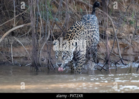 Femmina adulta jaguar, Panthera onca, sulla riva del fiume Rio Tres Irmao, Mato Grosso, Brasile. Foto Stock