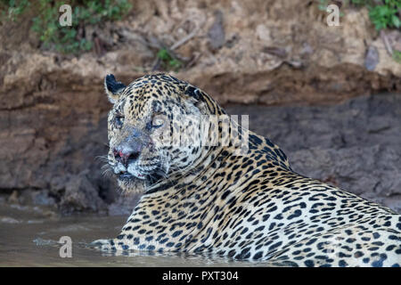 Jaguar maschio con ferite di battaglia, Panthera onca, appoggiata nel Rio Tres Irmao, Mato Grosso, Brasile. Foto Stock
