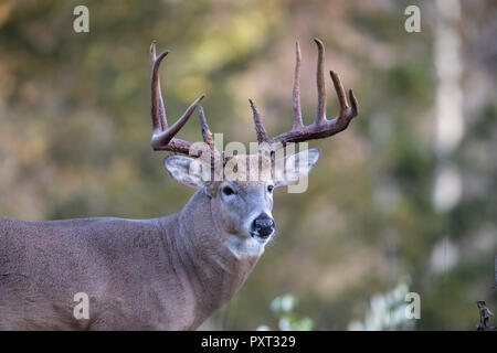 Un grande maschio bianco-tailed deer. Foto Stock