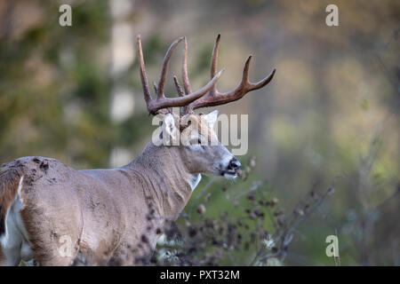 Un grande buck culbianco cervi cercando non durante il rut. Foto Stock