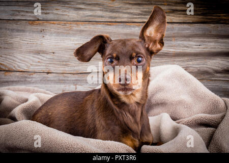 Cane Pinscher posa su una coperta ritratto Foto Stock