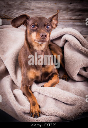 Cane Pinscher posa su una coperta ritratto Foto Stock