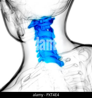 Scheletro umano del sistema colonna vertebrale cervicale Anatomia delle vertebre Foto Stock