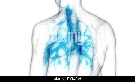 Umano Sistema respiratorio polmoni anatomia Foto Stock