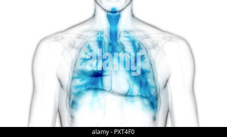 Umano Sistema respiratorio polmoni anatomia Foto Stock