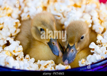 Due simpatici baby anatroccoli accoccolato in una ciotola blu di popcorn Foto Stock