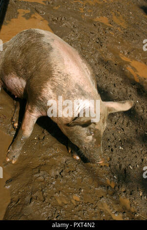 Un porco wallowing in fango bagnato le lotte per derivare dal pantano Foto Stock