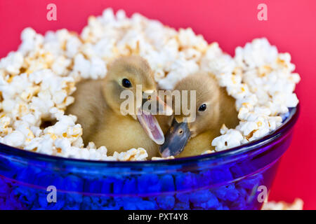 Due simpatici baby anatroccoli accoccolato in una ciotola blu del popcorn con uno quacking Foto Stock