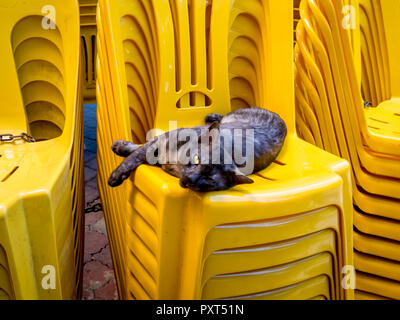 Gatto randagio con gli occhi gialli salotti su giallo sedie di plastica in Kota Bharu, Malaysia Foto Stock