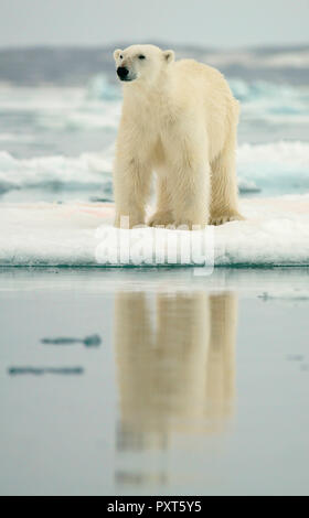 Orso polare (Ursus maritimus) permanente sulla glaçon, Svalbard artico norvegese, Norvegia Foto Stock