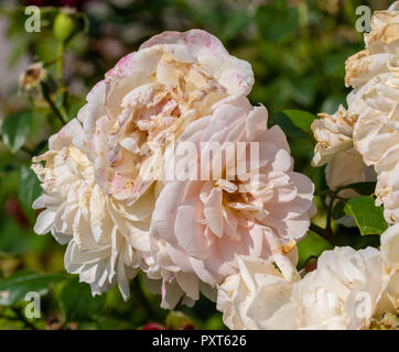 Colore natura outdoor flower immagine di un affievolimento lussureggianti mazzetto bianco rosa Rose sboccia sul naturale sfocato sfondo verde,età simbolico,decadimento,fade,stropicciata Foto Stock