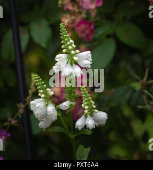 Colorata immagine esterna di tre fiori di un verde bianco falso dragonhead/obbediente/impianto di obbedienza nella parte anteriore di una siepe di rose con fiori di fading Foto Stock