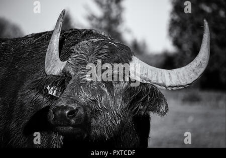 Ritratto di un bufalo indiano di acqua (monocromatico) Foto Stock