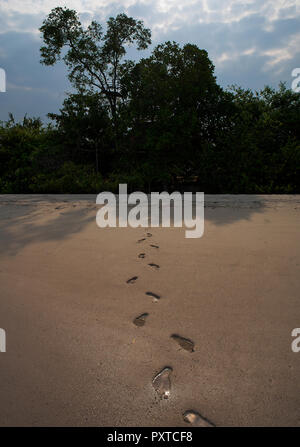 Una spiaggia deserta con una serie di passi a piedi attraverso la sabbia. Luce del mattino è molto morbido e delicato e non ci sono nuvole temporalesche dietro. Foto Stock