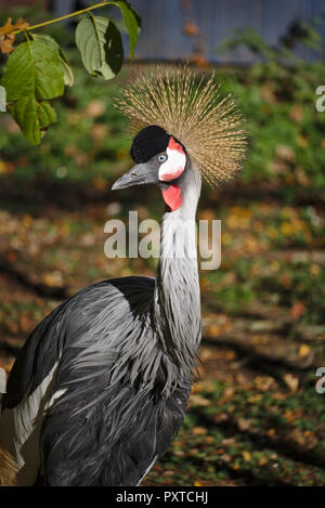 Ritratto di un Grey Crowned Crane Foto Stock