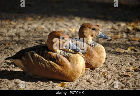 Due West Indian sibilo anatre seduto su una spiaggia Foto Stock