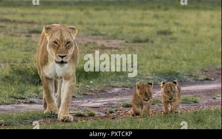 La fauna selvatica foto da Maasai Mara Foto Stock