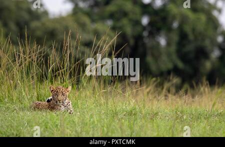 La fauna selvatica foto da Maasai Mara Foto Stock