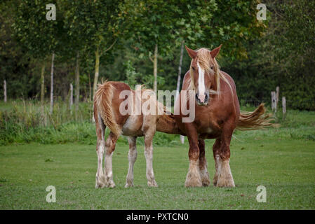 Schleswig coldblood cavallo alimentando il suo puledro su un pascolo verde Foto Stock