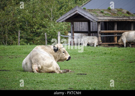 British white park toro seduto su un verde pascolo con stabile in background Foto Stock