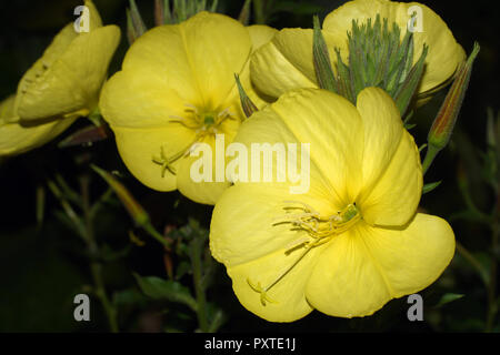 Serata annuale di primule sono diffusi anche piante ornamentali in giardini. Oenothera, nomi comuni includono enotera suncups, e sundrops. Foto Stock