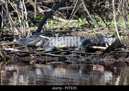 Gator lungo il fiume del St Johns Marsh Foto Stock